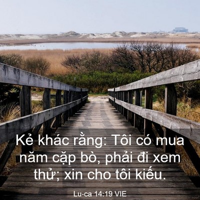 Picture 03 - Lu-ca 14:19 VIE - Kẻ khác rằng: Tôi có mua năm cặp bò, - Bible Verse Picture