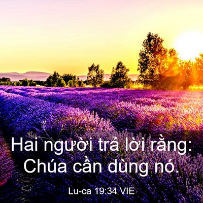 Picture 03 - Lu-ca 19:34 VIE - Hai người trả lời rằng: Chúa cần - Bible Verse Picture