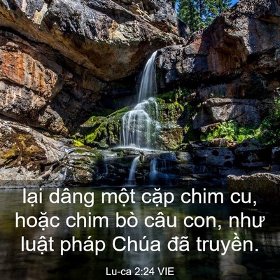 Picture 03 - Lu-ca 2:24 VIE - lại dâng một cặp chim cu, hoặc chim bò - Bible Verse Picture