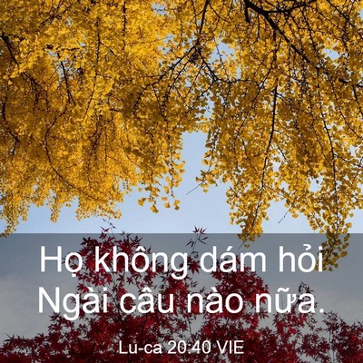 Picture 03 - Lu-ca 20:40 VIE - Họ không dám hỏi Ngài câu nào - Bible Verse Picture