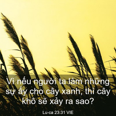 Picture 03 - Lu-ca 23:31 VIE - Vì nếu người ta làm những sự ấy cho - Bible Verse Picture