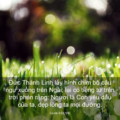 Picture 03 - Lu-ca 3:22 VIE - Đức Thánh Linh lấy hình chim bò câu - Bible Verse Picture