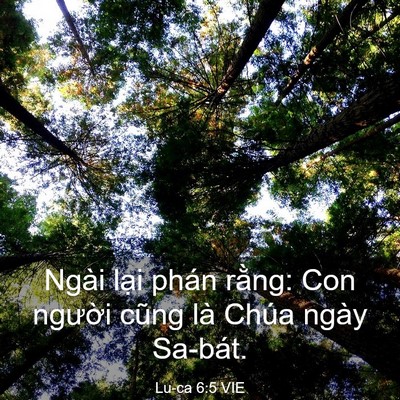 Picture 03 - Lu-ca 6:5 VIE - Ngài lại phán rằng: Con người cũng là - Bible Verse Picture