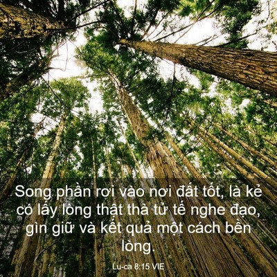 Picture 03 - Lu-ca 8:15 VIE - Song phần rơi vào nơi đất tốt, là kẻ - Bible Verse Picture