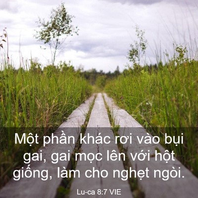 Picture 03 - Lu-ca 8:7 VIE - Một phần khác rơi vào bụi gai, gai mọc - Bible Verse Picture