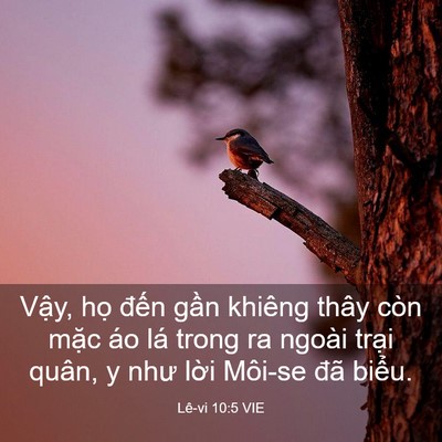 Picture 03 - Lê-vi 10:5 VIE - Vậy, họ đến gần khiêng thây còn mặc - Bible Verse Picture