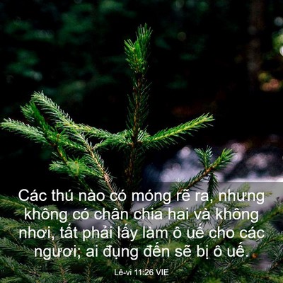 Picture 03 - Lê-vi 11:26 VIE - Các thú nào có móng rẽ ra, nhưng không - Bible Verse Picture