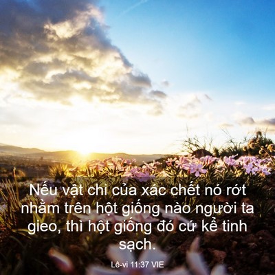 Picture 03 - Lê-vi 11:37 VIE - Nếu vật chi của xác chết nó rớt - Bible Verse Picture
