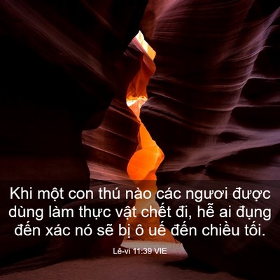 Picture 03 - Lê-vi 11:39 VIE - Khi một con thú nào các ngươi được - Bible Verse Picture