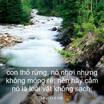 Picture 03 - Lê-vi 11:6 VIE - con thỏ rừng, nó nhơi nhưng không móng - Bible Verse Picture
