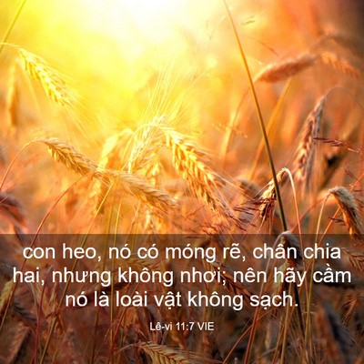 Picture 03 - Lê-vi 11:7 VIE - con heo, nó có móng rẽ, chân chia hai, - Bible Verse Picture