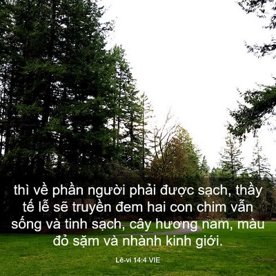 Picture 03 - Lê-vi 14:4 VIE - thì về phần người phải được sạch, - Bible Verse Picture