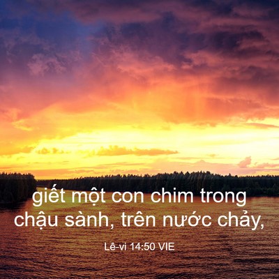 Picture 03 - Lê-vi 14:50 VIE - giết một con chim trong chậu sành, trên - Bible Verse Picture
