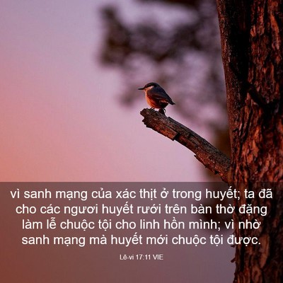 Picture 03 - Lê-vi 17:11 VIE - vì sanh mạng của xác thịt ở trong - Bible Verse Picture