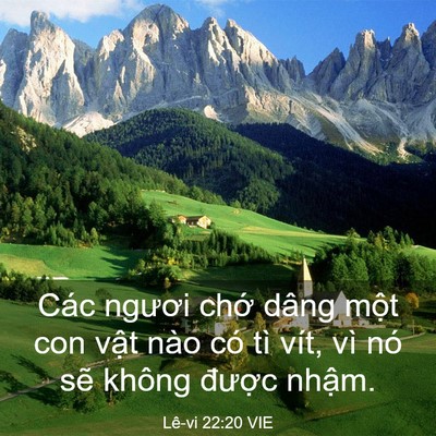 Picture 03 - Lê-vi 22:20 VIE - Các ngươi chớ dâng một con vật nào có - Bible Verse Picture