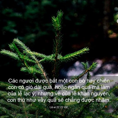 Picture 03 - Lê-vi 22:23 VIE - Các ngươi được bắt một con bò hay - Bible Verse Picture