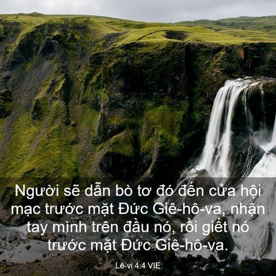 Picture 03 - Lê-vi 4:4 VIE - Người sẽ dẫn bò tơ đó đến cửa - Bible Verse Picture