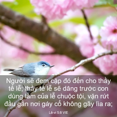 Picture 03 - Lê-vi 5:8 VIE - Người sẽ đem cặp đó đến cho thầy - Bible Verse Picture