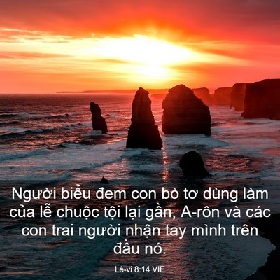 Picture 03 - Lê-vi 8:14 VIE - Người biểu đem con bò tơ dùng làm của - Bible Verse Picture