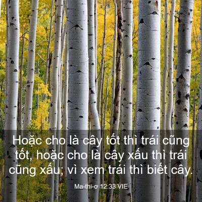 Picture 03 - Ma-thi-ơ 12:33 VIE - Hoặc cho là cây tốt thì trái cũng tốt, - Bible Verse Picture
