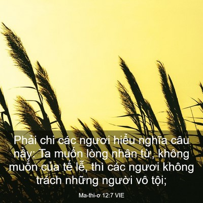 Picture 03 - Ma-thi-ơ 12:7 VIE - Phải chi các ngươi hiểu nghĩa câu nầy: - Bible Verse Picture