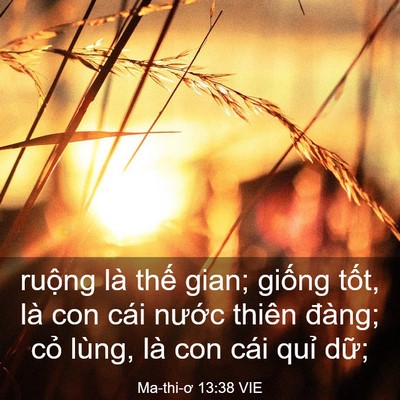 Picture 03 - Ma-thi-ơ 13:38 VIE - ruộng là thế gian; giống tốt, là con - Bible Verse Picture