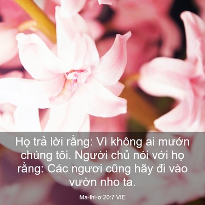 Picture 03 - Ma-thi-ơ 20:7 VIE - Họ trả lời rằng: Vì không ai mướn - Bible Verse Picture