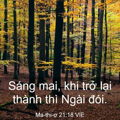 Picture 03 - Ma-thi-ơ 21:18 VIE - Sáng mai, khi trở lại thành thì Ngài - Bible Verse Picture