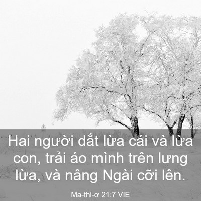 Picture 03 - Ma-thi-ơ 21:7 VIE - Hai người dắt lừa cái và lừa con, - Bible Verse Picture
