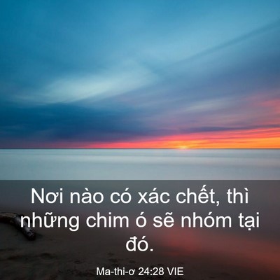 Picture 03 - Ma-thi-ơ 24:28 VIE - Nơi nào có xác chết, thì những chim ó - Bible Verse Picture