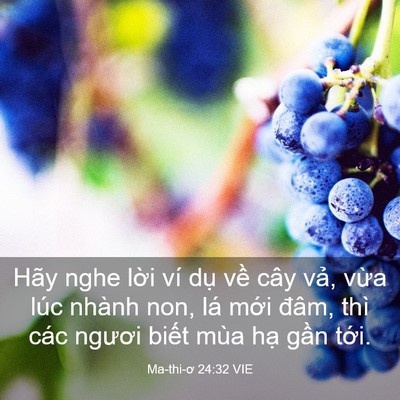 Picture 03 - Ma-thi-ơ 24:32 VIE - Hãy nghe lời ví dụ về cây vả, vừa - Bible Verse Picture