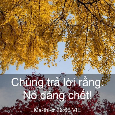 Picture 03 - Ma-thi-ơ 26:66 VIE - Chúng trả lời rằng: Nó đáng - Bible Verse Picture