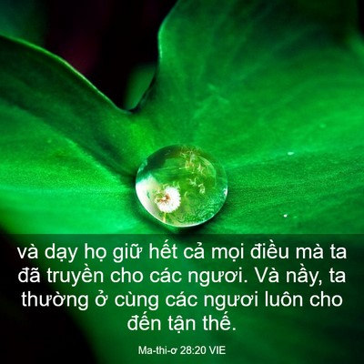 Picture 03 - Ma-thi-ơ 28:20 VIE - và dạy họ giữ hết cả mọi điều mà - Bible Verse Picture