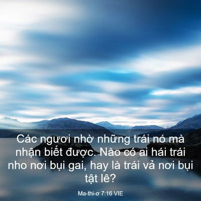 Picture 03 - Ma-thi-ơ 7:16 VIE - Các ngươi nhờ những trái nó mà nhận - Bible Verse Picture