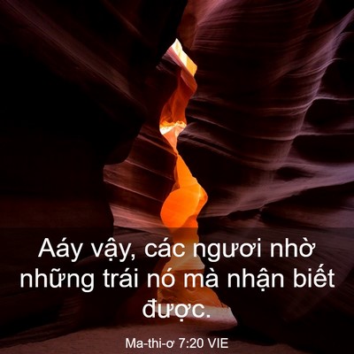 Picture 03 - Ma-thi-ơ 7:20 VIE - Aáy vậy, các ngươi nhờ những trái nó - Bible Verse Picture