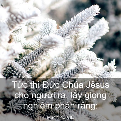 Picture 03 - Mác 1:43 VIE - Tức thì Đức Chúa Jêsus cho người ra, - Bible Verse Picture
