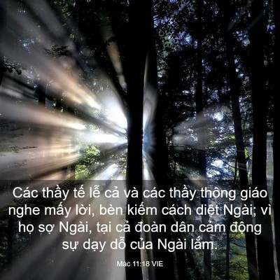 Picture 03 - Mác 11:18 VIE - Các thầy tế lễ cả và các thầy thông - Bible Verse Picture