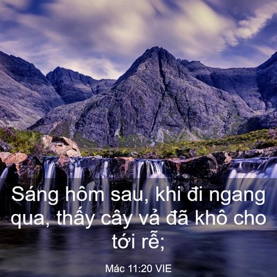 Picture 03 - Mác 11:20 VIE - Sáng hôm sau, khi đi ngang qua, thấy cây - Bible Verse Picture