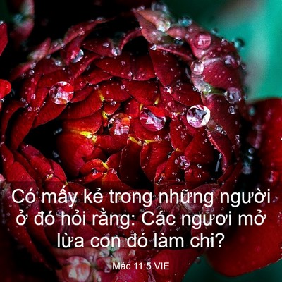 Picture 03 - Mác 11:5 VIE - Có mấy kẻ trong những người ở đó - Bible Verse Picture