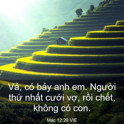 Picture 03 - Mác 12:20 VIE - Vả, có bảy anh em. Người thứ nhất - Bible Verse Picture