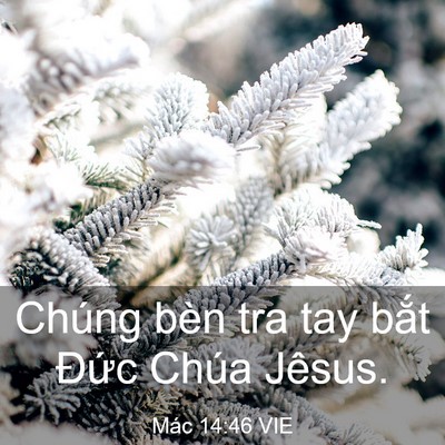 Picture 03 - Mác 14:46 VIE - Chúng bèn tra tay bắt Đức Chúa - Bible Verse Picture
