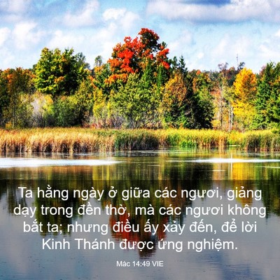 Picture 03 - Mác 14:49 VIE - Ta hằng ngày ở giữa các ngươi, giảng - Bible Verse Picture