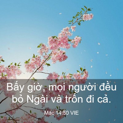 Picture 03 - Mác 14:50 VIE - Bấy giờ, mọi người đều bỏ Ngài và - Bible Verse Picture
