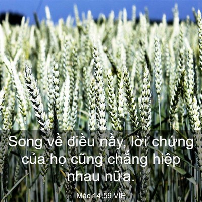 Picture 03 - Mác 14:59 VIE - Song về điều nầy, lời chứng của họ - Bible Verse Picture