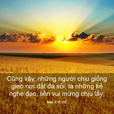 Picture 03 - Mác 4:16 VIE - Cũng vậy, những người chịu giống gieo - Bible Verse Picture