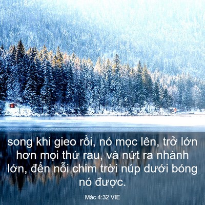Picture 03 - Mác 4:32 VIE - song khi gieo rồi, nó mọc lên, trở lớn - Bible Verse Picture