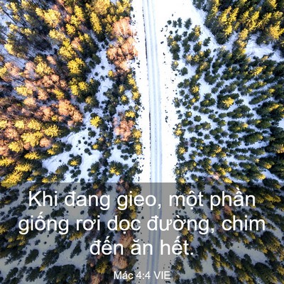 Picture 03 - Mác 4:4 VIE - Khi đang gieo, một phần giống rơi dọc - Bible Verse Picture