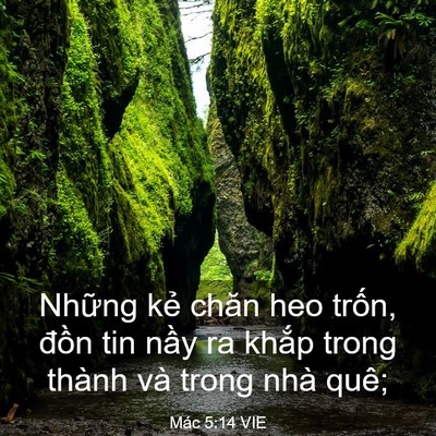 Picture 03 - Mác 5:14 VIE - Những kẻ chăn heo trốn, đồn tin nầy - Bible Verse Picture