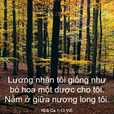 Picture 03 - Nhã Ca 1:13 VIE - Lương nhân tôi giống như bó hoa một - Bible Verse Picture