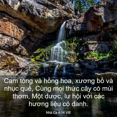 Picture 03 - Nhã Ca 4:14 VIE - Cam tòng và hồng hoa, xương bồ và nhục - Bible Verse Picture